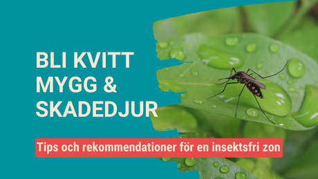 Blogginlägg med tips för hålla hemmet fritt från mygg och skadedjur Sparklar